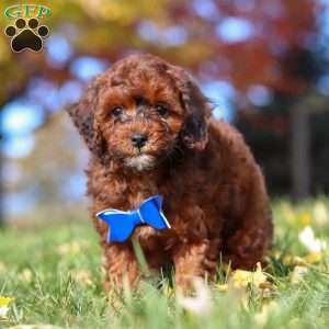 Green Bean, Miniature Poodle Puppy